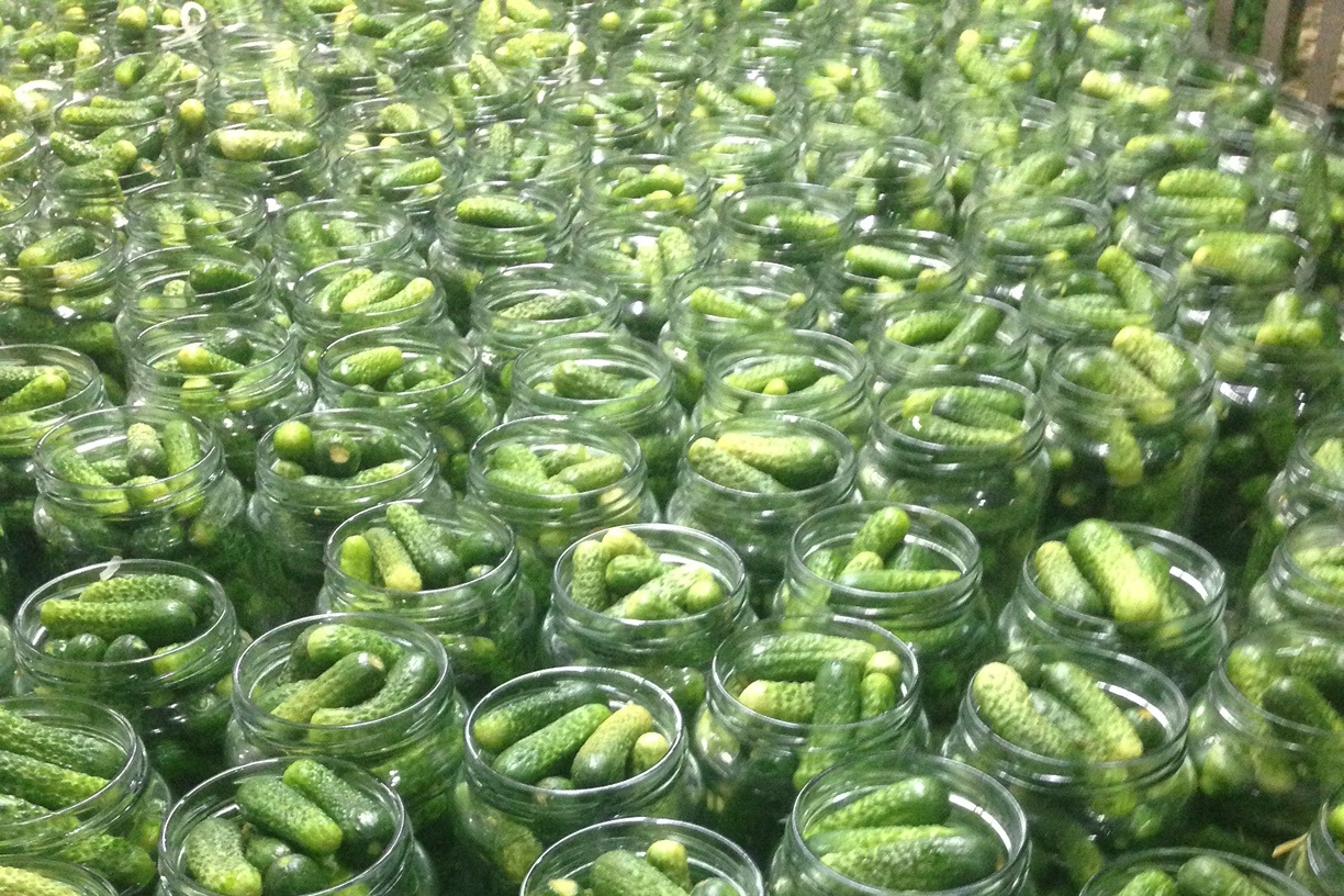 Cucumber